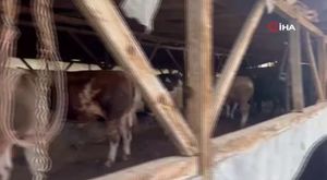 Kaza yapan arkadaşının başında 'ölme' diye feryat etti!