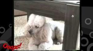 Funny Animals - Funny Home Videos - The Singing Dog - Must Watch