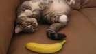 Here is a very special kitty terrified of bananas 