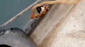 Nadir görülen ve okyanusun mücevheri sayılan deniz meleği Rusya'nın kuzeyinde kayda alındı