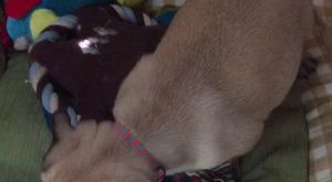 YODA nın Ayva Keyfi