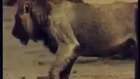 Aslan Sürüsü Bufalo Avinda