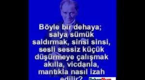Kedidir o kedi - Haberokur.com.tr