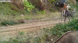 Bursa semalarında binlerce ak pelikanın göç yolculuğu