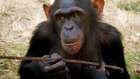 Şempanzelerin alet kullanımı