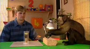 Taştan kendine alet yapıp aleti kullanan maymun