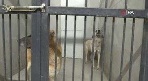 Uludağ'da kış uykusuna yatamayan ayılar yemek aramaya çıktı