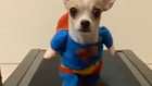 Superchi is here to save the world and help our furry friends!