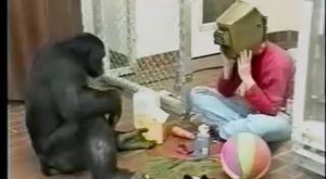 Akıllı maymun muhabirlerle konuşuyor