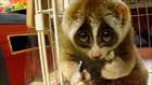 Sevimli Lemur (slow Loris)