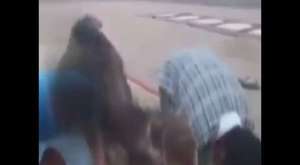 çocuklarla birlikte namaz kılan deve !!!