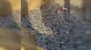 Bursa'da fırtınanın bilançosu ağırlaşıyor! Uçan çatı otobüsün üzerine düştü, ağaraçlar devrildi... (1)