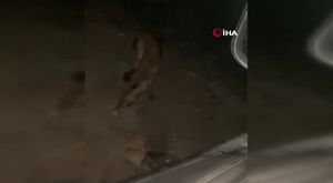 Bursa Mudanya'da karaya oturan kargo gemisi 'VOLGO-BALT 213' kurtarıldı