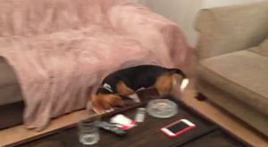 Canlı Yayın - K9KopekEgitimOkulu - 2017-06-08 20:45