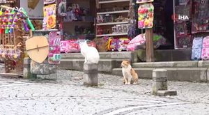 Bursa'da kaplumbağa operasyonu