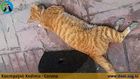 Kasımpaşalı Coronolı Kedimiz - Dost Derneği