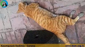 Maltepeli Corona Virüslü Kedi - Dost Derneği