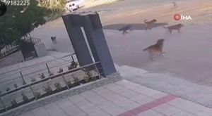 Manisa’daki çiçekçi cinayeti kamerada