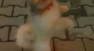 Satılık Orjinal Kalite Pomeranian Boo Yavruarı