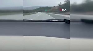 Dükkana giren yılan, esnafı sokağa fırlattı