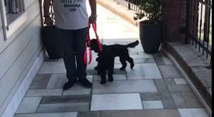 YODA nın Ayva Keyfi