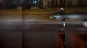 Bursa'da aç kalan domuz sürüsü şehre indi!