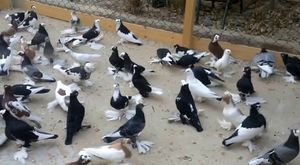 Güvercin- Oriental frill - Fancy pigeons