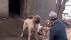 2 ANADOLU ÇOBAN KÖPEĞi SINIR iHLALi