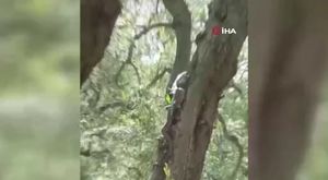 Mersin'de bir sapık tavuğa tecavüz ederken görüntülendi