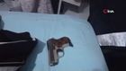 Bursa dahil 5 ilde dolandırıcılık çetesine darbe