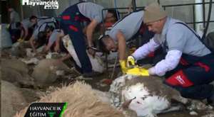 Sheep breeding - sheep farm with better Genetics 