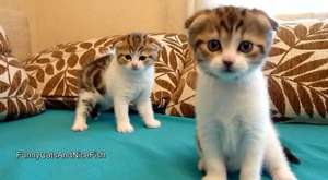 Süper Sevimli Kedi Yavruşları-Minnaklar