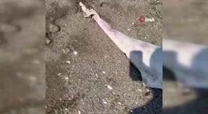 Bursa'da hasat yapmaktan vazgeçen çiftçi patatesleri ücretsiz dağıttı