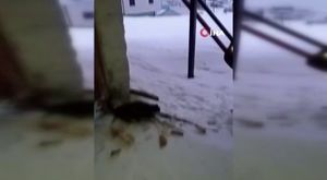 Hurma bahçesinde boğazı kesilmiş erkek cesedi bulundu