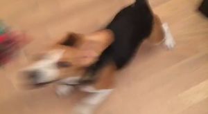 Canlı Yayın - K9KopekEgitimOkulu - 2017-06-08 20:45