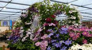 Chelsea Flower Show 2014 - Eps1 Clematis 