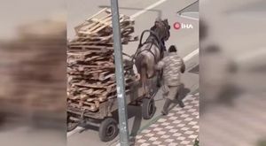 Kuzuların anneleriyle buluşması renkli görüntüler oluşturdu