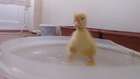 sevimli ördek Yavrusunun Banyo Zamanı