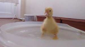 sevimli ördek Yavrusunun Banyo Zamanı