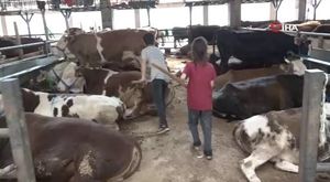 Bursa'da mahsur kalan çoban kurtarıldı