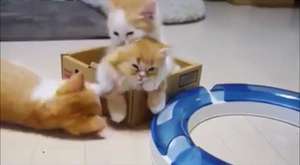 Komik Kedi Videoları En Komik Kediler 