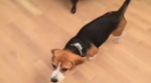 Canlı Yayın - K9KopekEgitimOkulu - 2017-06-08 20:45