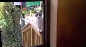 Evin Kapısını Açmayan Sahibine Kızan Kedi 