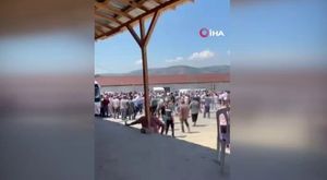 Bursa'da aç kalan domuz sürüsü şehre indi!
