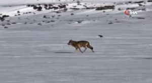 Eminönü-Bursa feribotunda bomba ihbarı