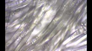 Mikrokapsül Teknolojisi