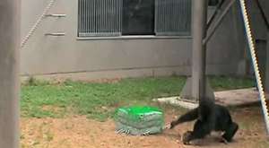Şempanzeler alet takımı kullanıyor