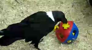 Akıllı papağan yiyeceklerine ulaşmak için çeşit çeşit problem çözüyor