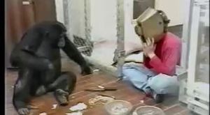 Akıllı maymun muhabirlerle konuşuyor
