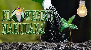 WATERING MARIJUANA PLANTS - How Much Water To Give Growing Weed - Crop King Seeds
